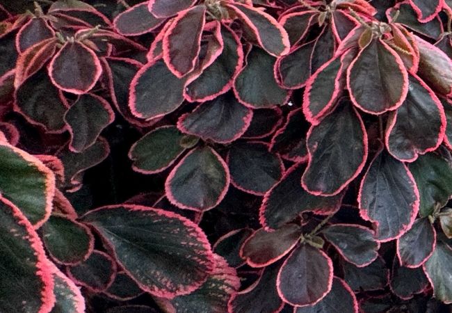 Villa in Alcantarilha - Casa Ventura, V6 em Alcantarilha Villa in Alcantarilha - Casa Ventura, V6 em Alcantarilha